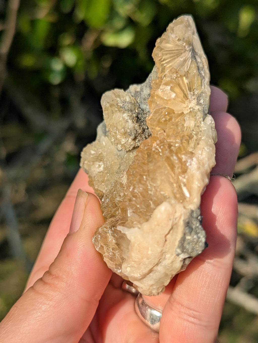 Large Gemmy Calcite Crystals Covering Fossil Clam Shell Rucks Pit Florida