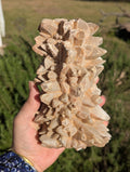 Huge Calcite Cluster, Lots of Points, Funky Backside?, Cool specimen