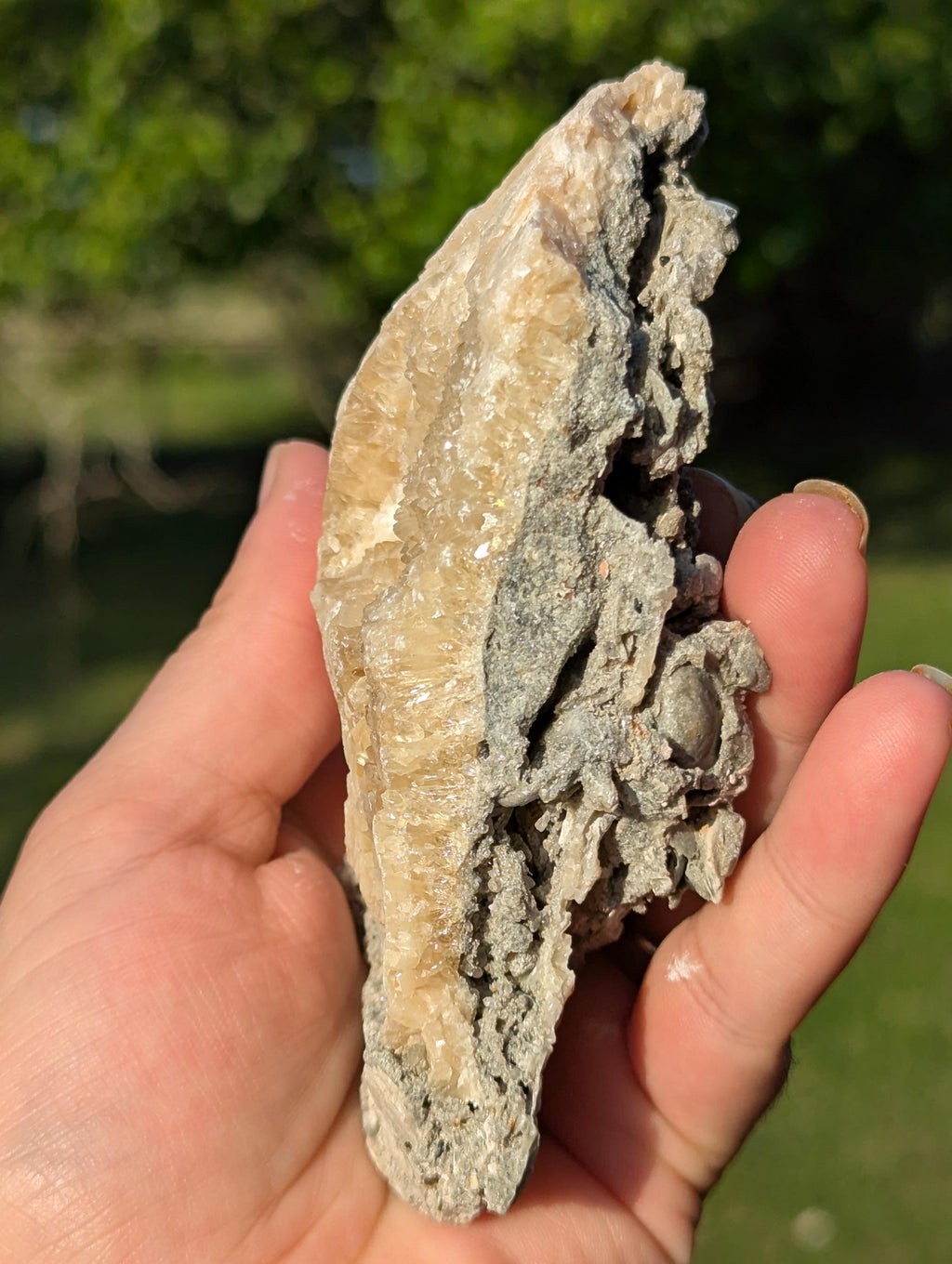 Large Gemmy Calcite Crystals Covering Fossil Clam Shell Rucks Pit Florida