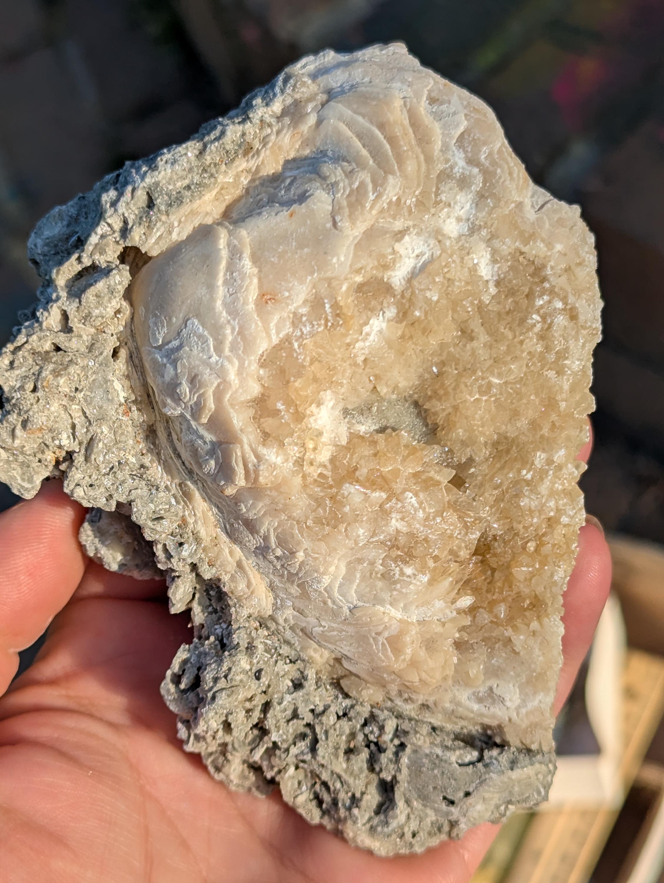 Large Gemmy Calcite Crystals Covering Fossil Clam Shell Rucks Pit Florida