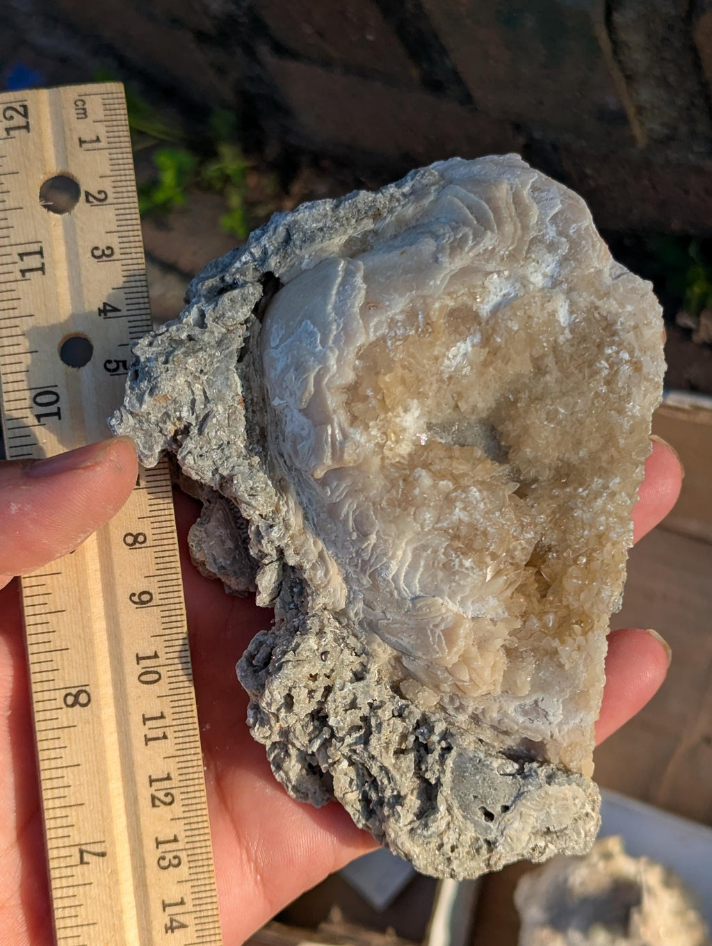 Large Gemmy Calcite Crystals Covering Fossil Clam Shell Rucks Pit Florida