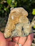 Large Gemmy Calcite Crystals Covering Fossil Clam Shell Rucks Pit Florida