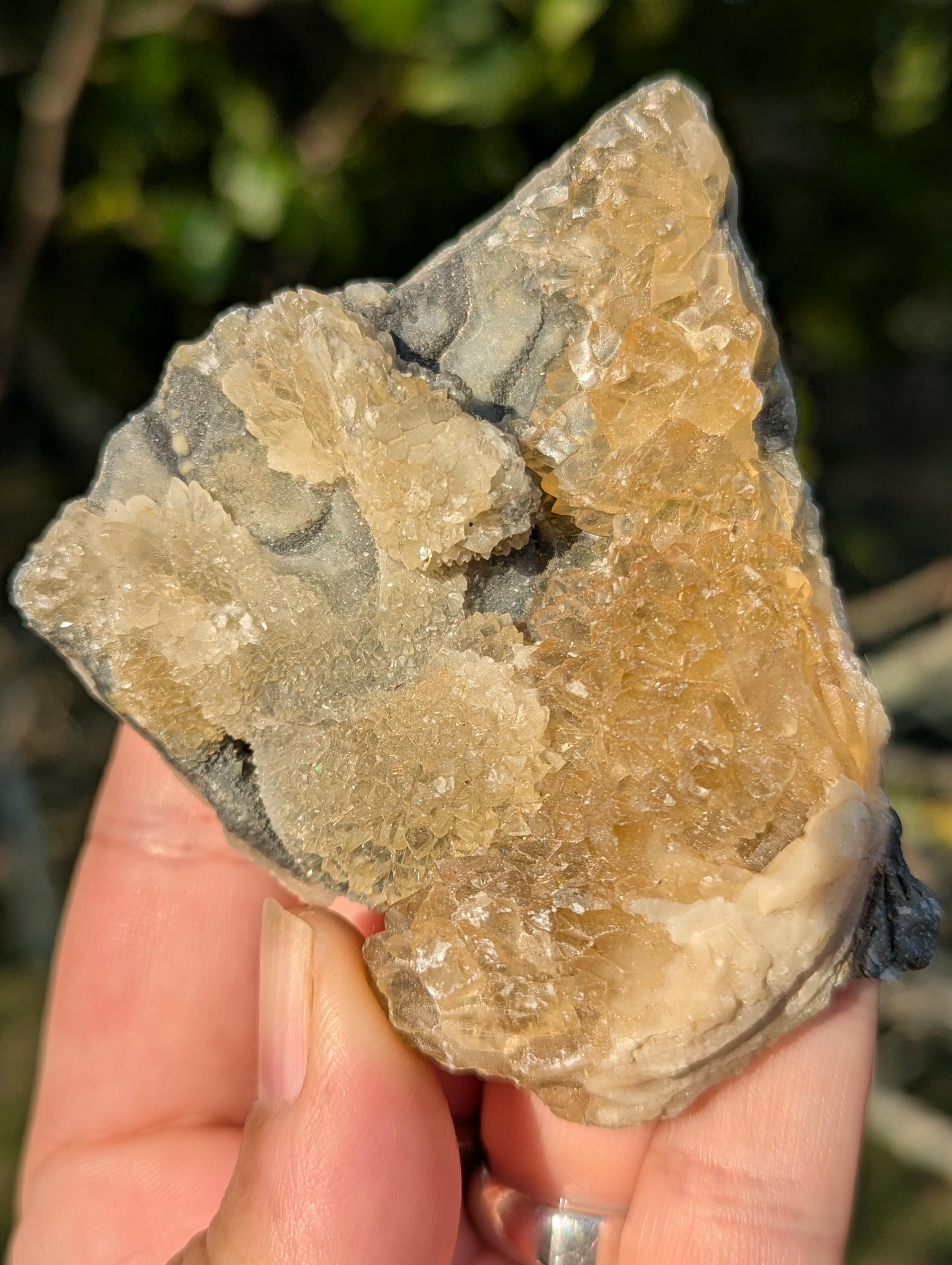 Large Gemmy Calcite Crystals Covering Fossil Clam Shell Rucks Pit Florida