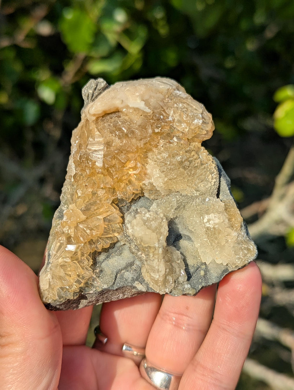 Large Gemmy Calcite Crystals Covering Fossil Clam Shell Rucks Pit Florida