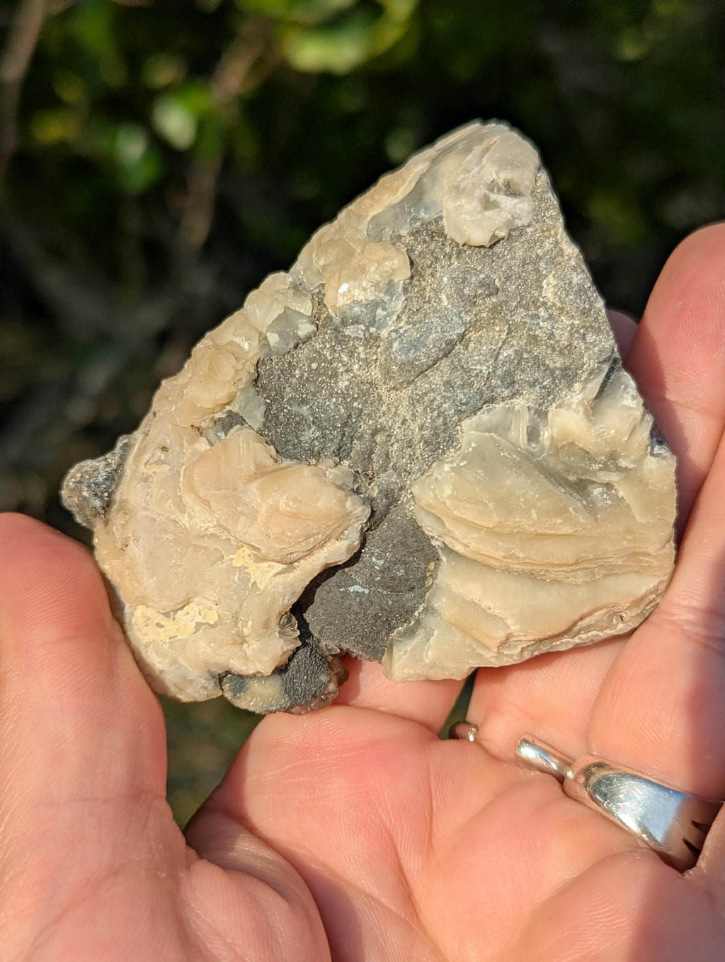 Large Gemmy Calcite Crystals Covering Fossil Clam Shell Rucks Pit Florida