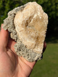 Large Gemmy Calcite Crystals Covering Fossil Clam Shell Rucks Pit Florida