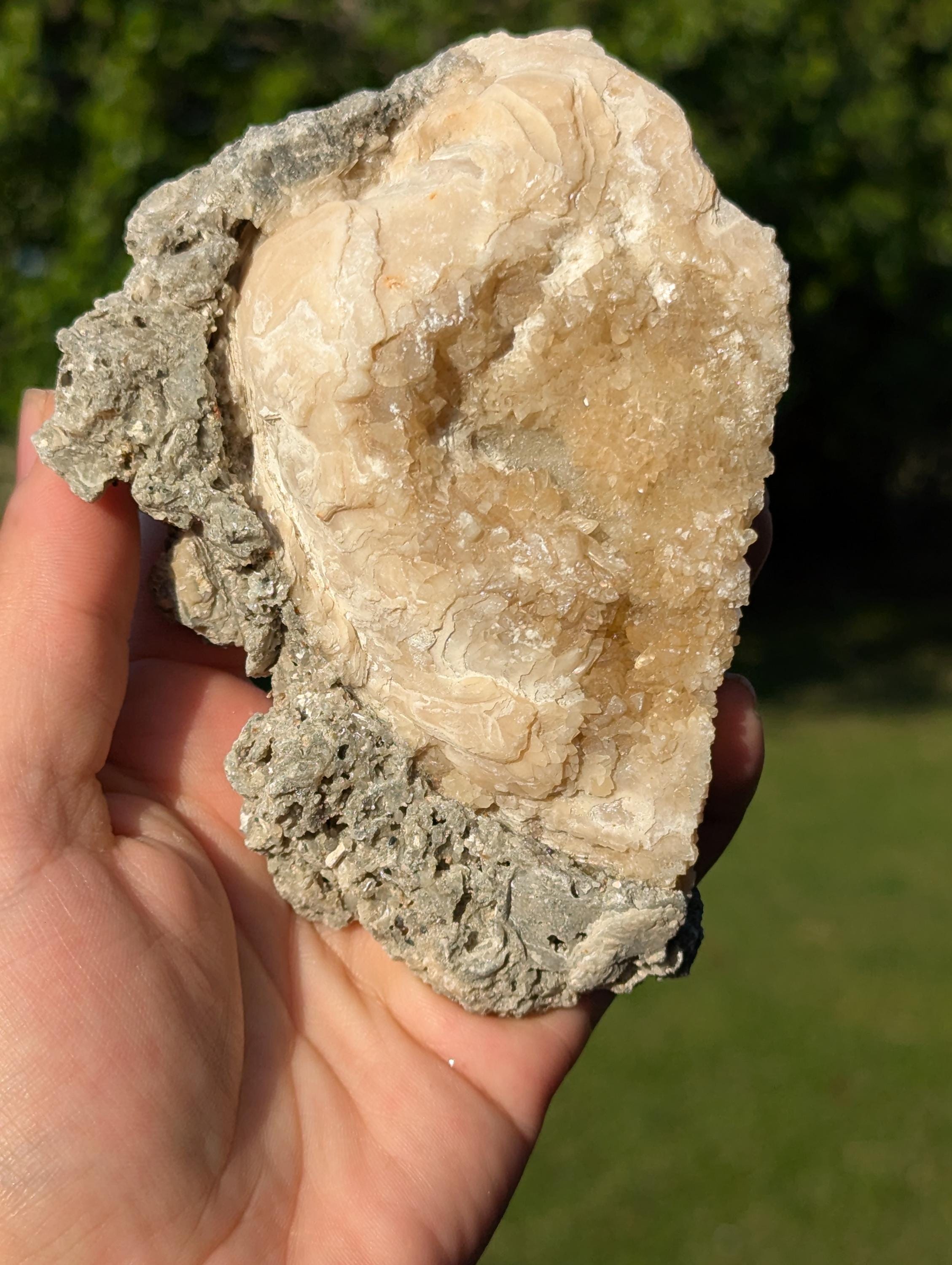 Large Gemmy Calcite Crystals Covering Fossil Clam Shell Rucks Pit Florida