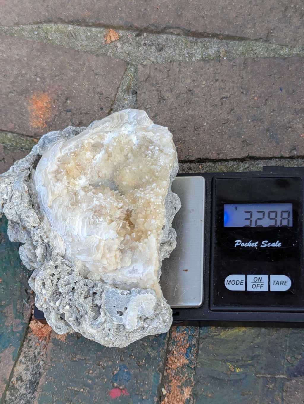 Large Gemmy Calcite Crystals Covering Fossil Clam Shell Rucks Pit Florida