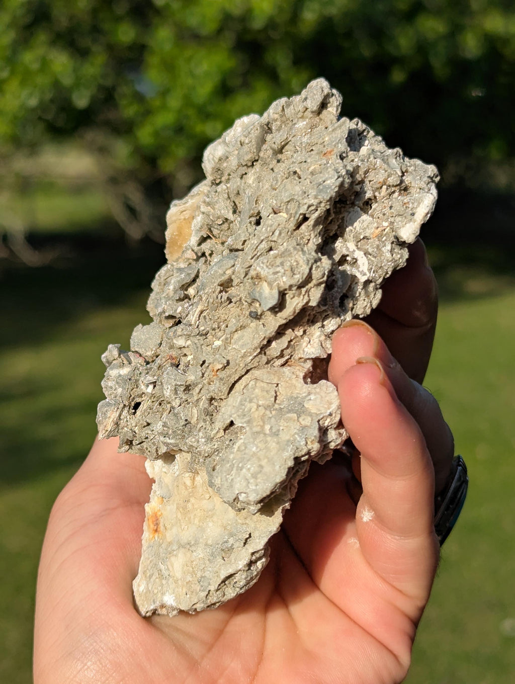 Large Gemmy Calcite Crystals Covering Fossil Clam Shell Rucks Pit Florida