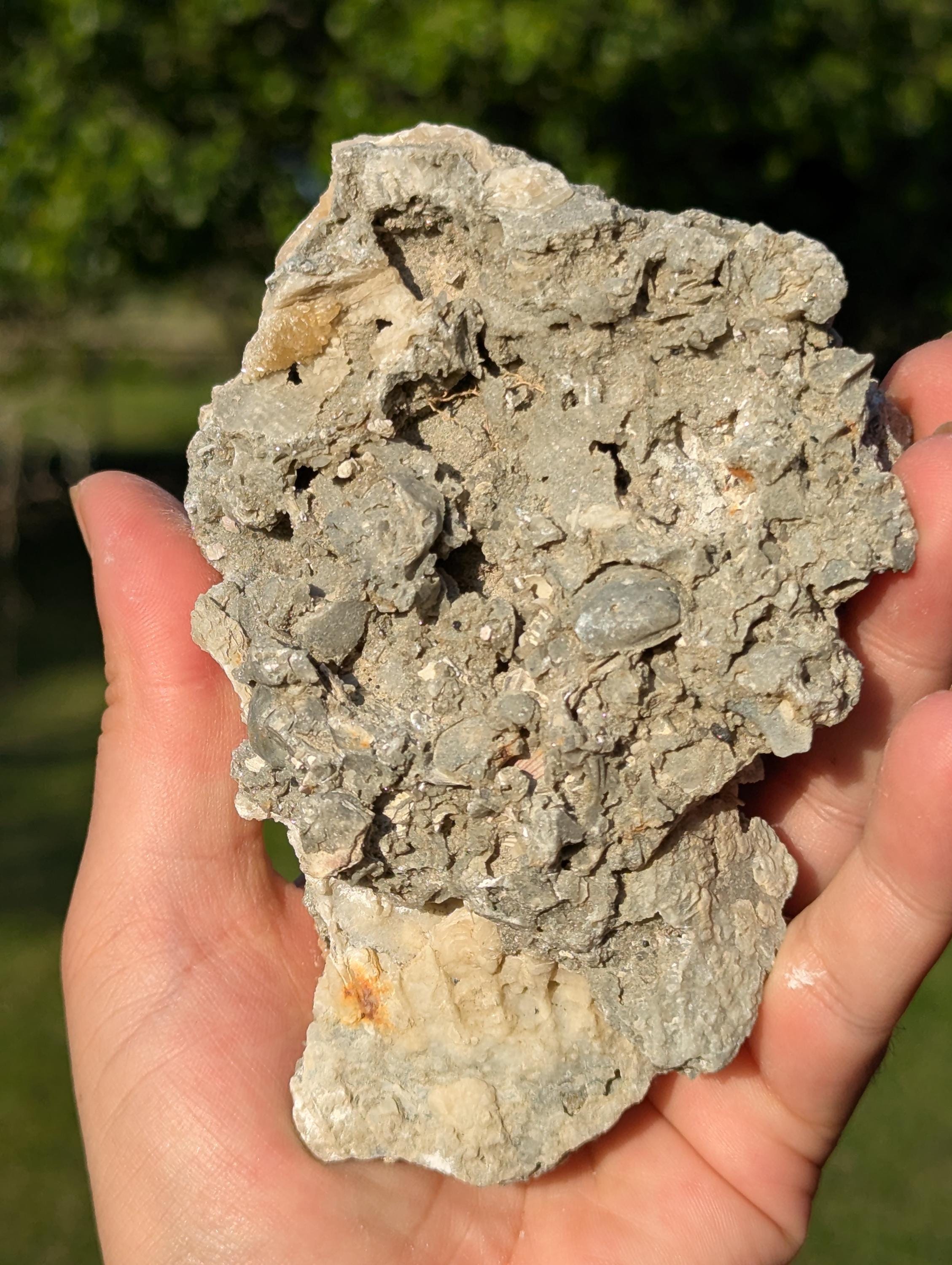 Large Gemmy Calcite Crystals Covering Fossil Clam Shell Rucks Pit Florida